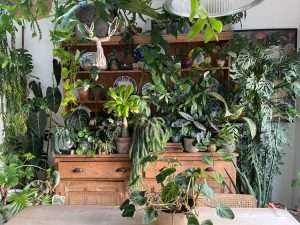 Houseplant Inspiration: Stunning Ideas for Your Home